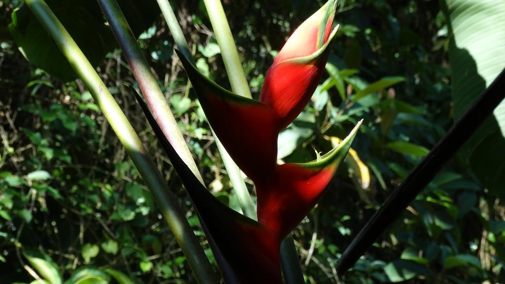Chalés Bangalôs Itamambuca Ubatuba Esterno foto