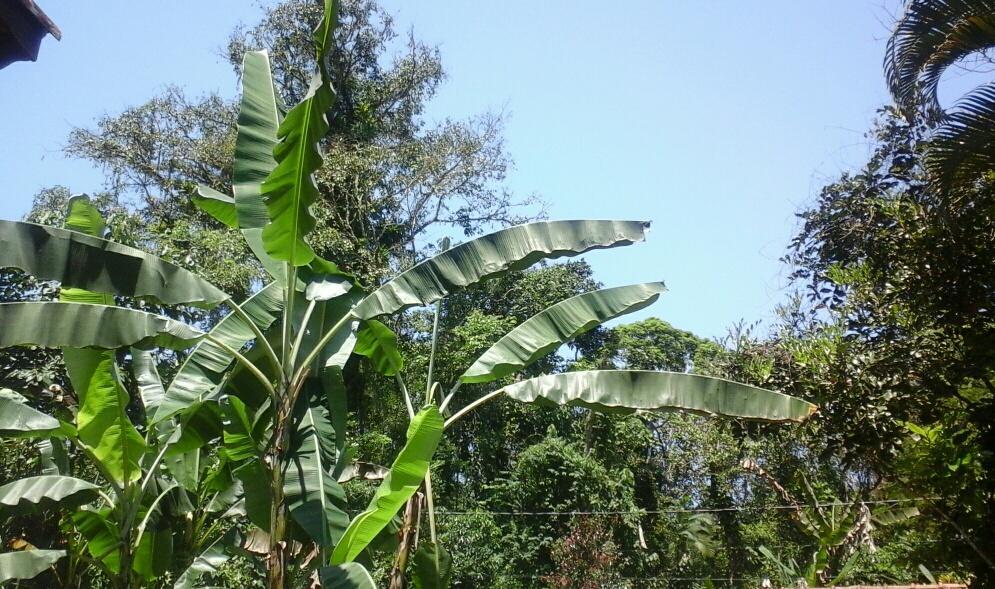 Chalés Bangalôs Itamambuca Ubatuba Esterno foto