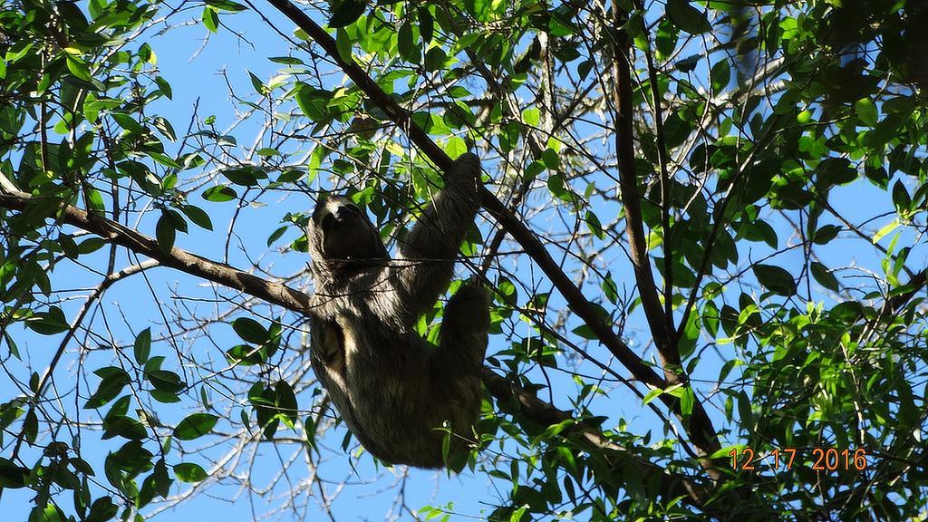 Chalés Bangalôs Itamambuca Ubatuba Esterno foto